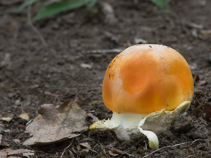 Amanita caesarea